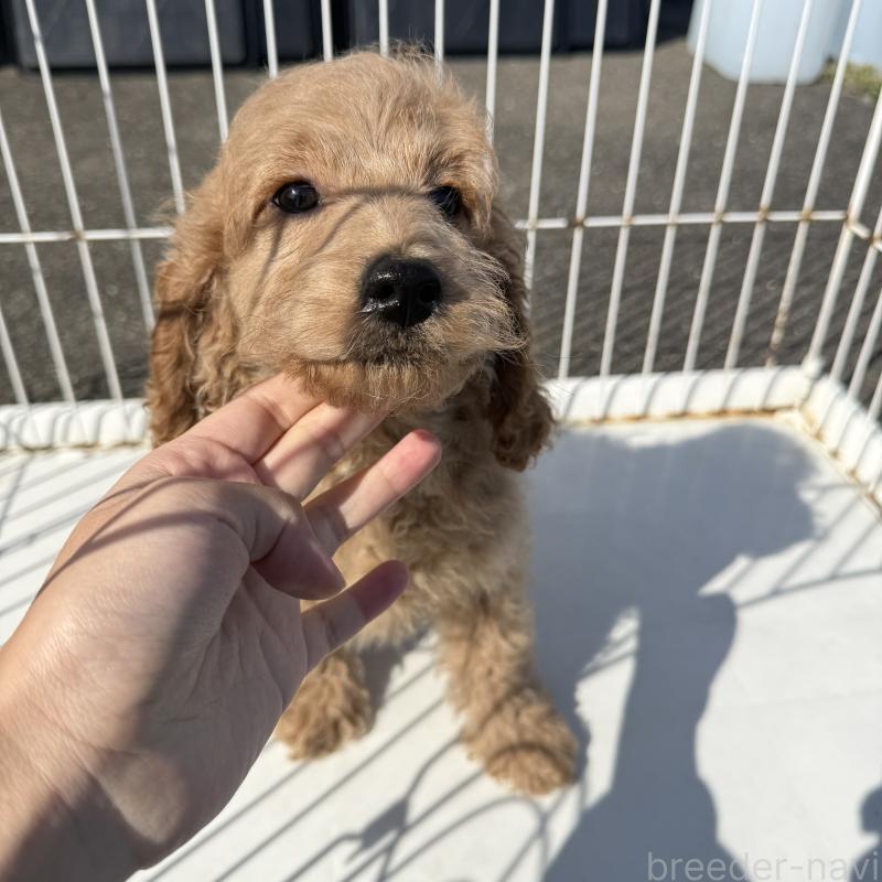 販売中の岐阜県のコッカプー:アメリカンコッカースパニエル×トイプードル-449181の3枚目