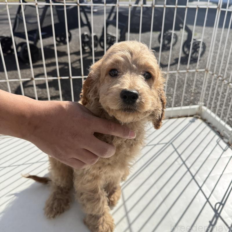 販売中の岐阜県のコッカプー:アメリカンコッカースパニエル×トイプードル-449181の2枚目