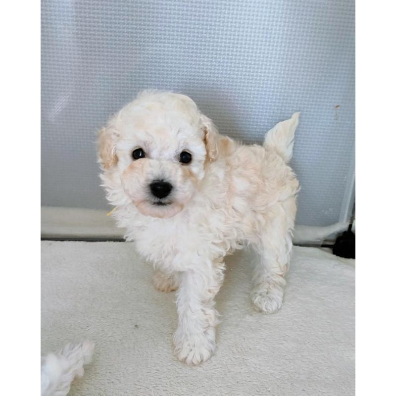 販売中の千葉県のタイニープードル-449183の5枚目