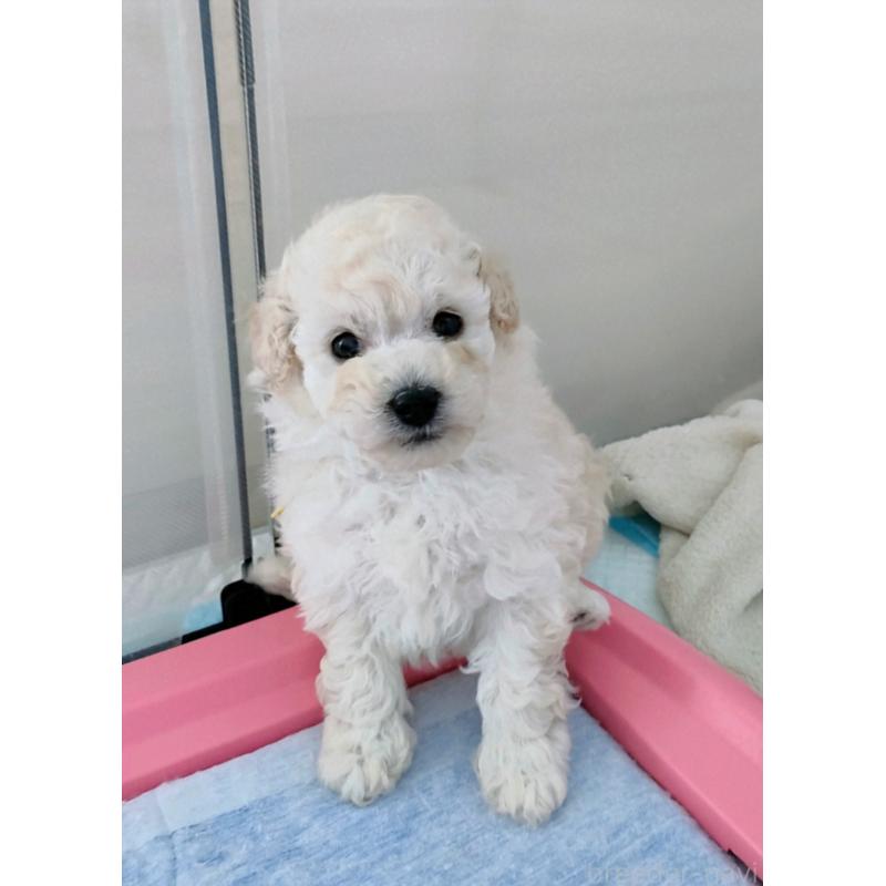 販売中の千葉県のタイニープードル-449183の4枚目