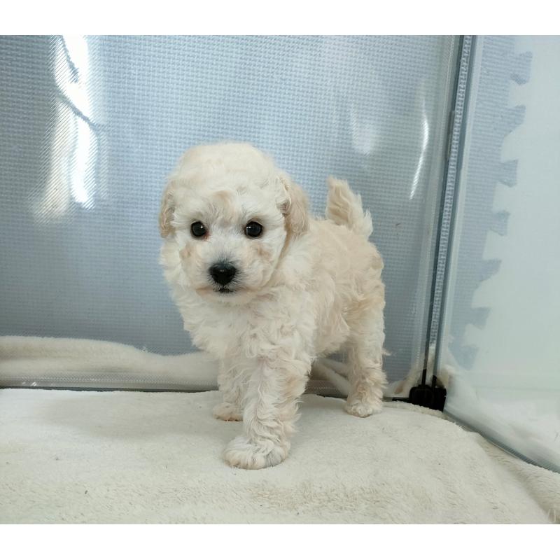 販売中の千葉県のタイニープードル-449183の3枚目