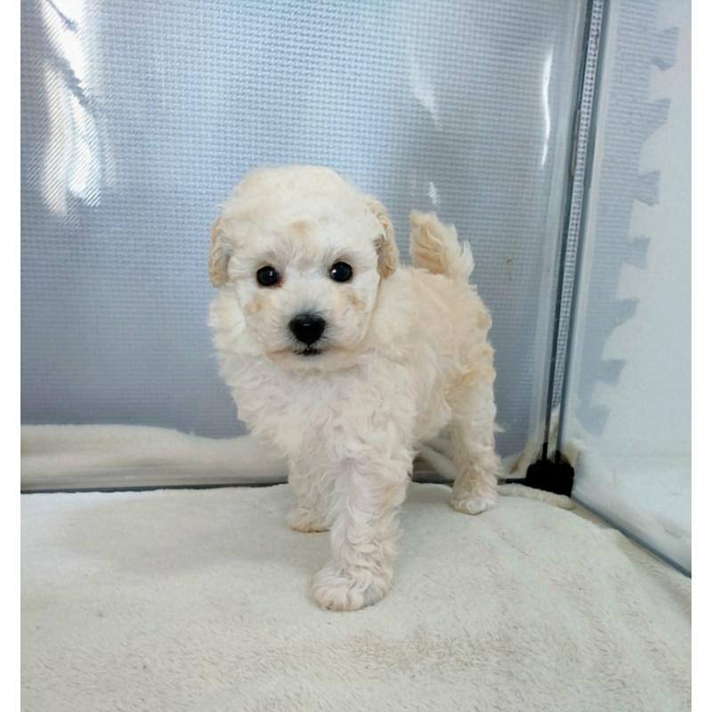 販売中の千葉県のタイニープードル-449183の2枚目