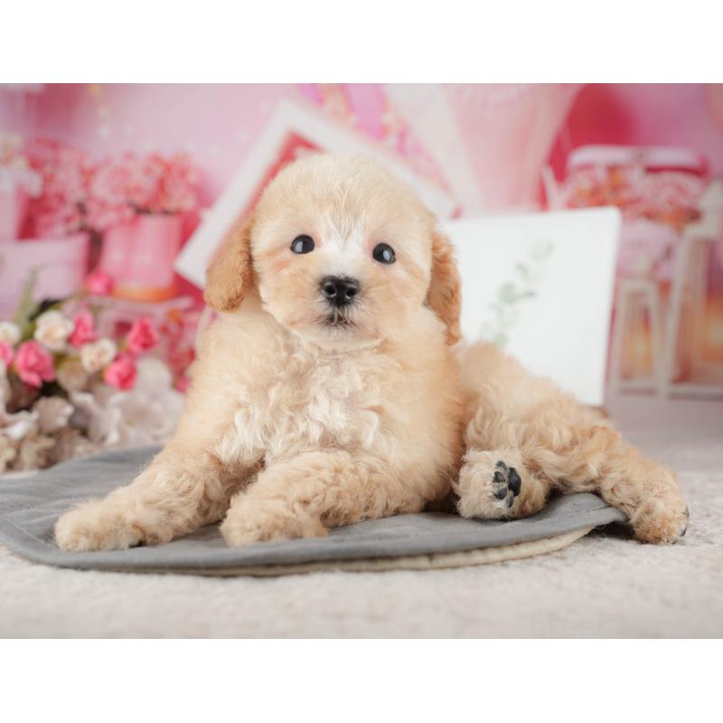 販売中の東京都のトイプードル-449235の11枚目