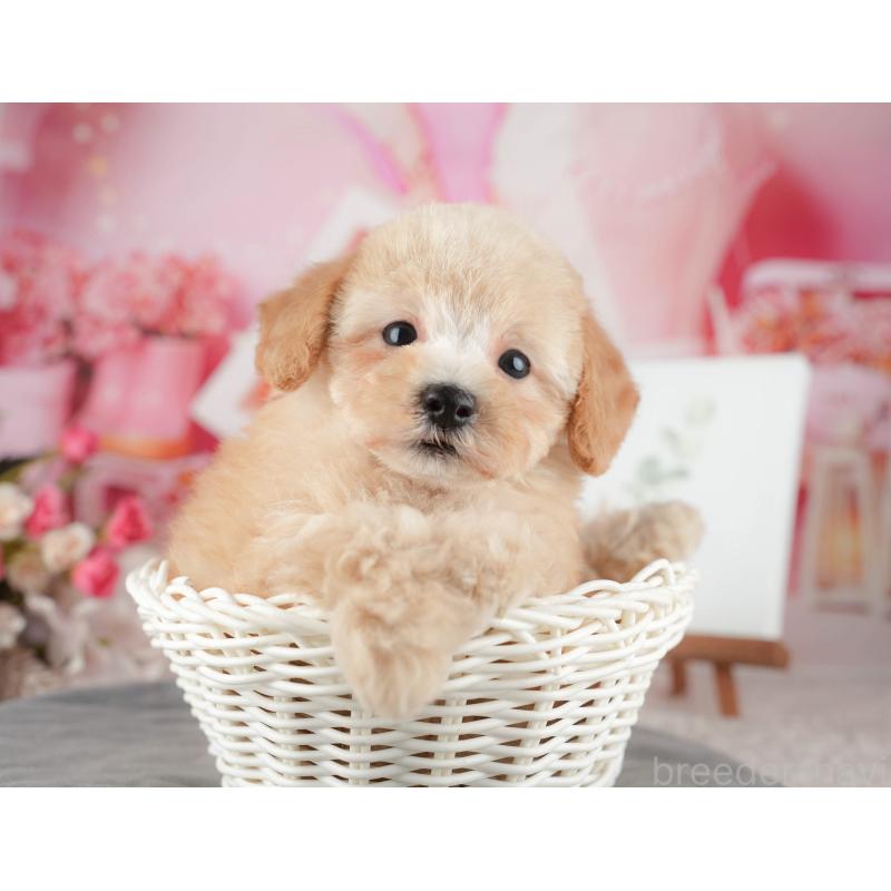 販売中の東京都のトイプードル-449235の8枚目