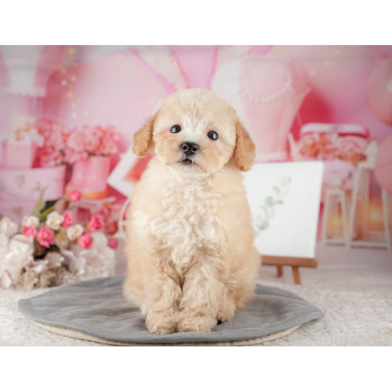 販売中の東京都のトイプードル-449235の7枚目