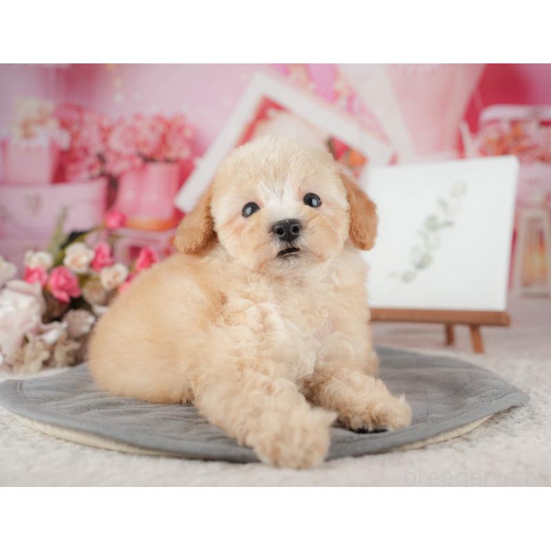 販売中の東京都のトイプードル-449235の6枚目