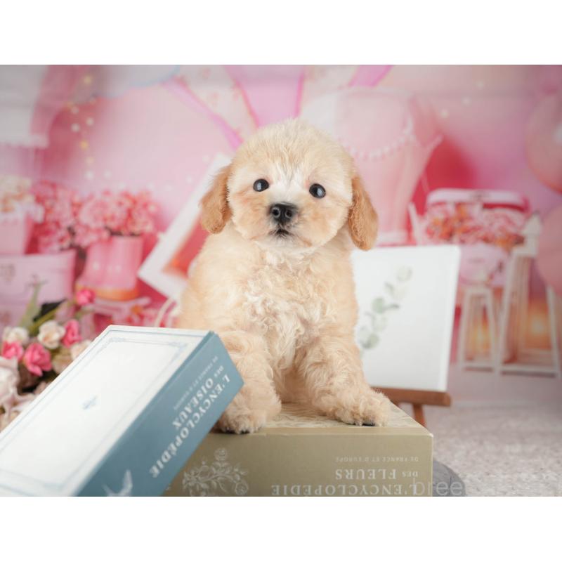 販売中の東京都のトイプードル-449235の3枚目