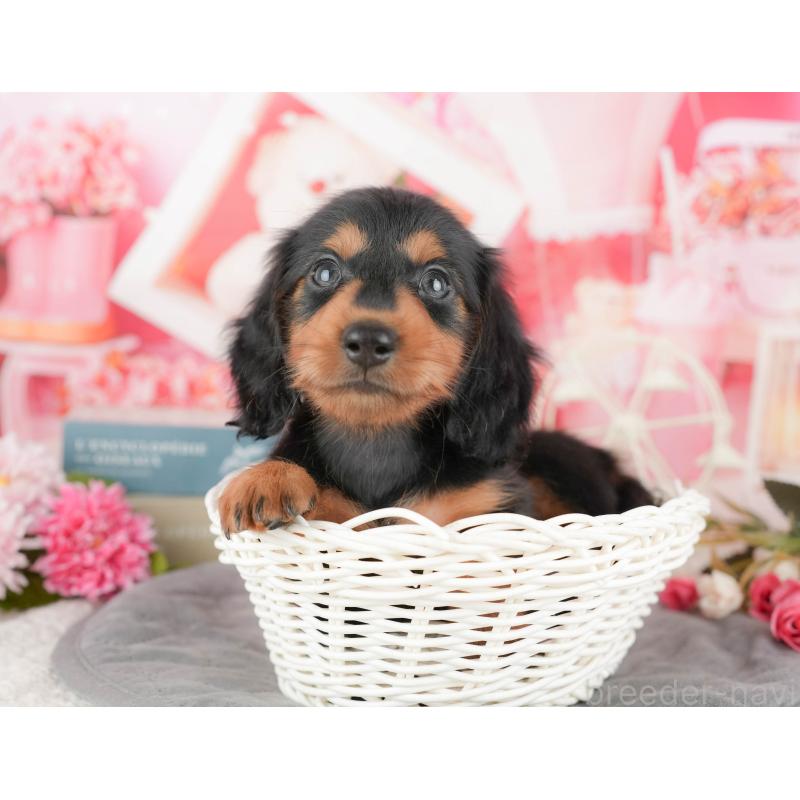 販売中の東京都のミニチュアダックスフンド(ロングヘアード)-449237の1枚目