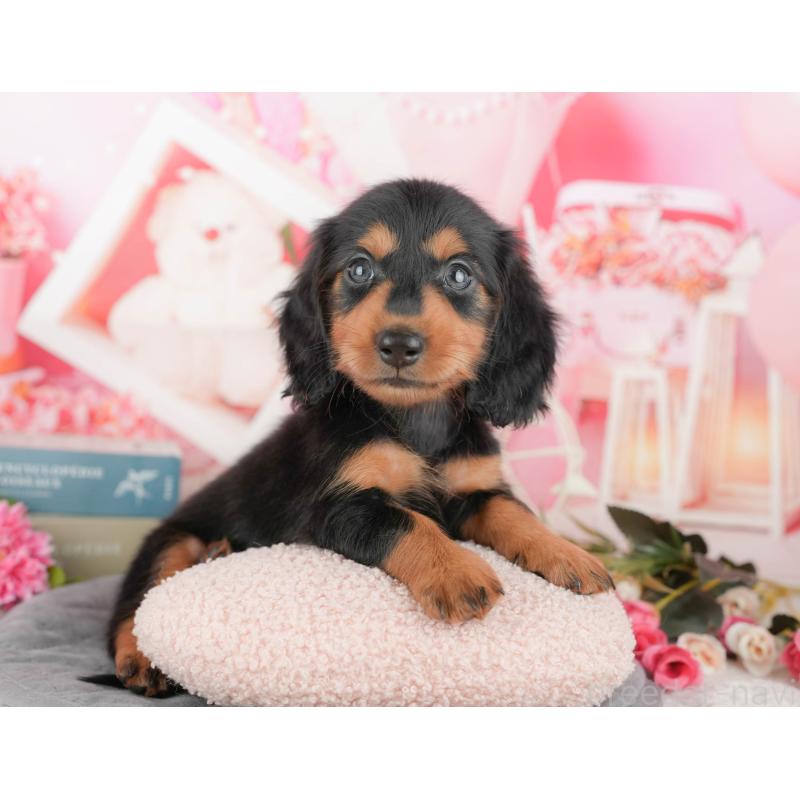 販売中の東京都のミニチュアダックスフンド(ロングヘアード)-449237の11枚目