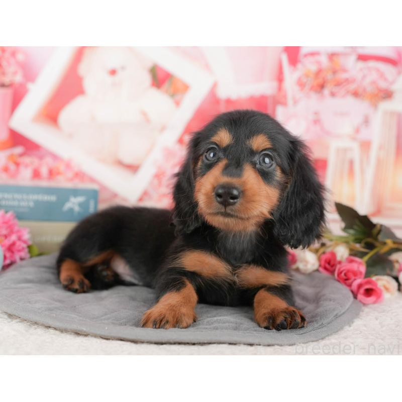 販売中の東京都のミニチュアダックスフンド(ロングヘアード)-449237の8枚目