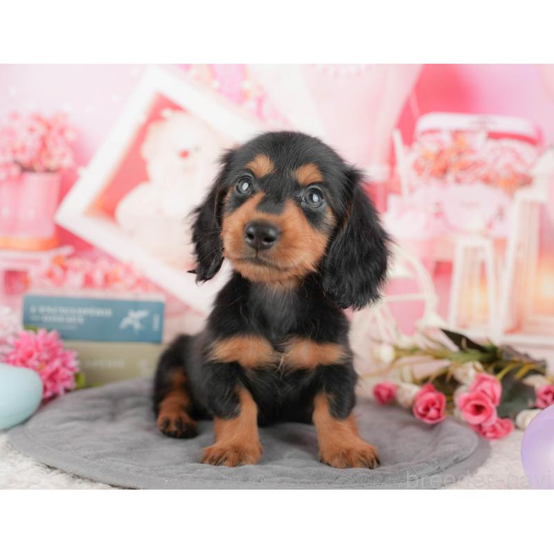 販売中の東京都のミニチュアダックスフンド(ロングヘアード)-449237の7枚目