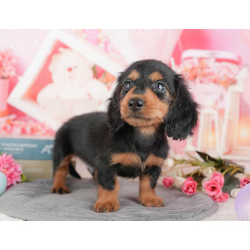 販売中の東京都のミニチュアダックスフンド(ロングヘアード)-449237の6枚目