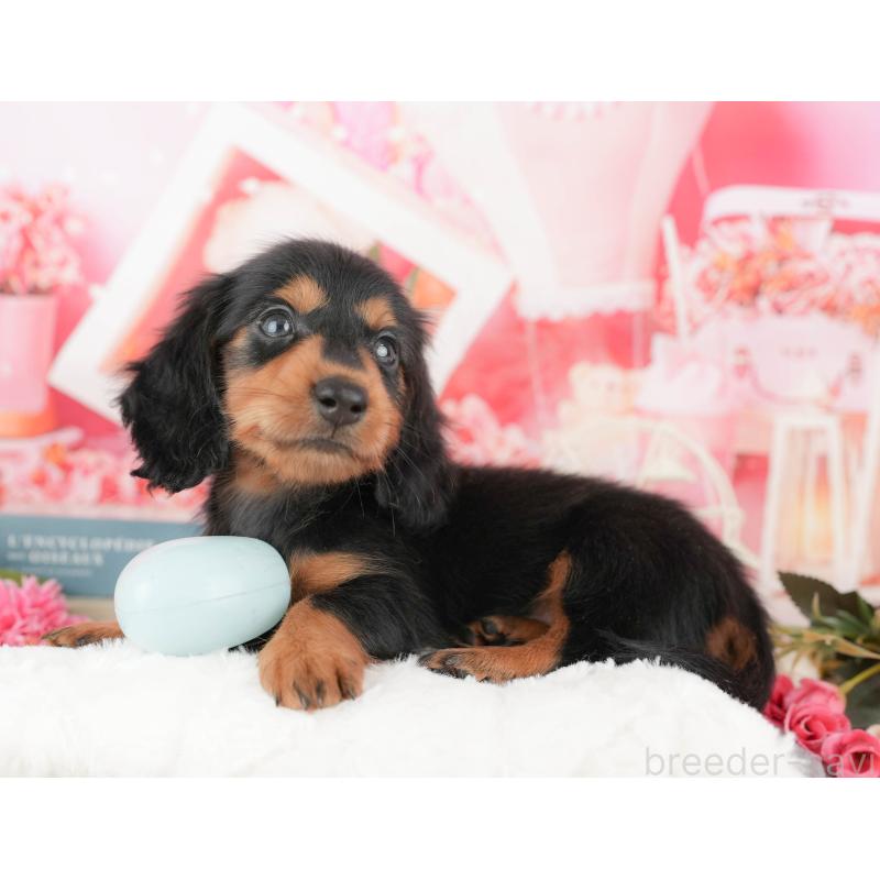 販売中の東京都のミニチュアダックスフンド(ロングヘアード)-449237の3枚目