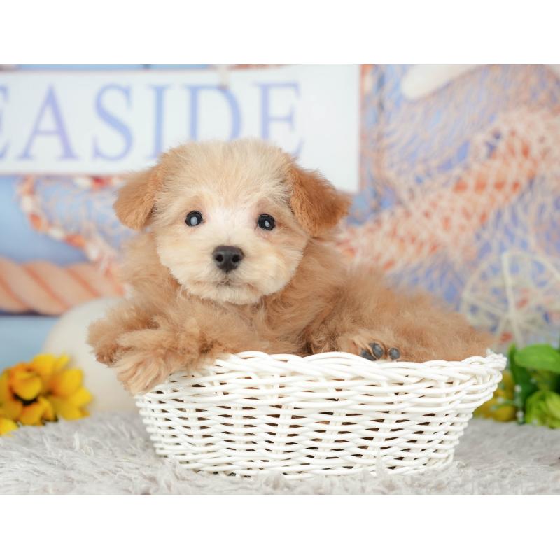 販売中の東京都のタイニープードル-449239の11枚目