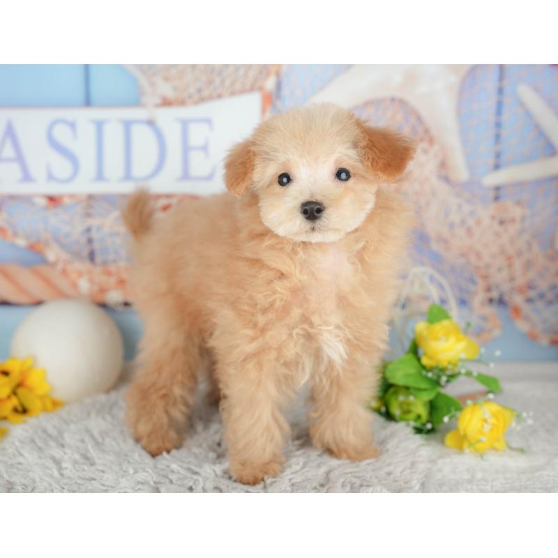 販売中の東京都のタイニープードル-449239の9枚目