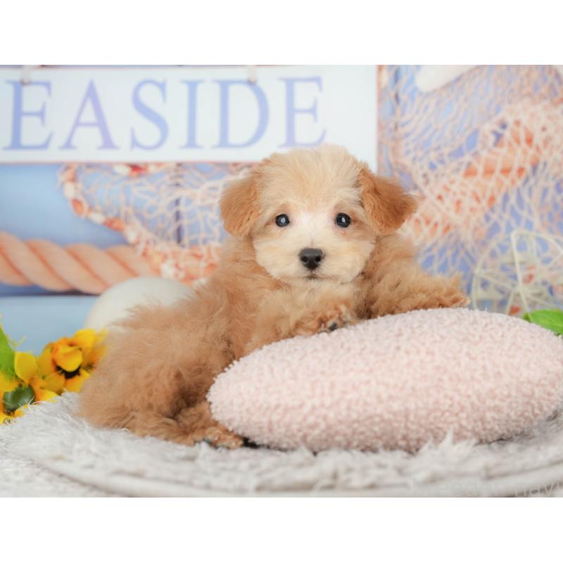 販売中の東京都のタイニープードル-449239の8枚目