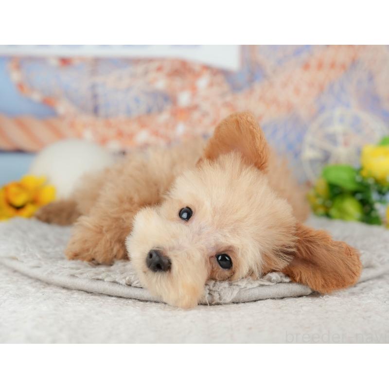 販売中の東京都のタイニープードル-449239の7枚目