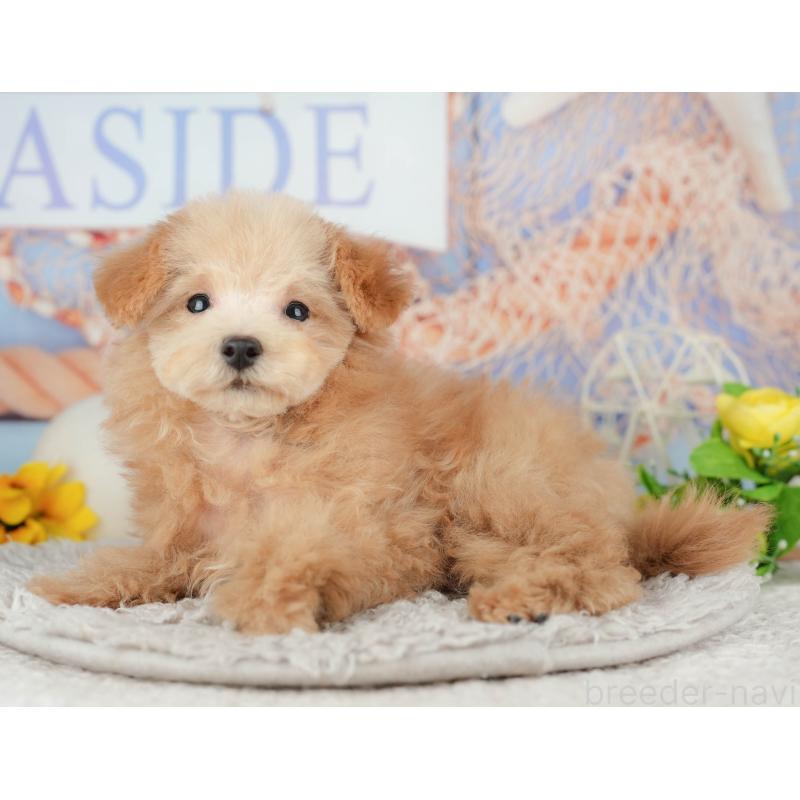 販売中の東京都のタイニープードル-449239の6枚目