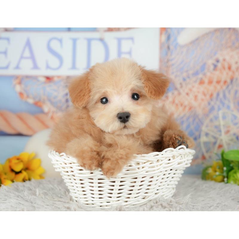 販売中の東京都のタイニープードル-449239の5枚目