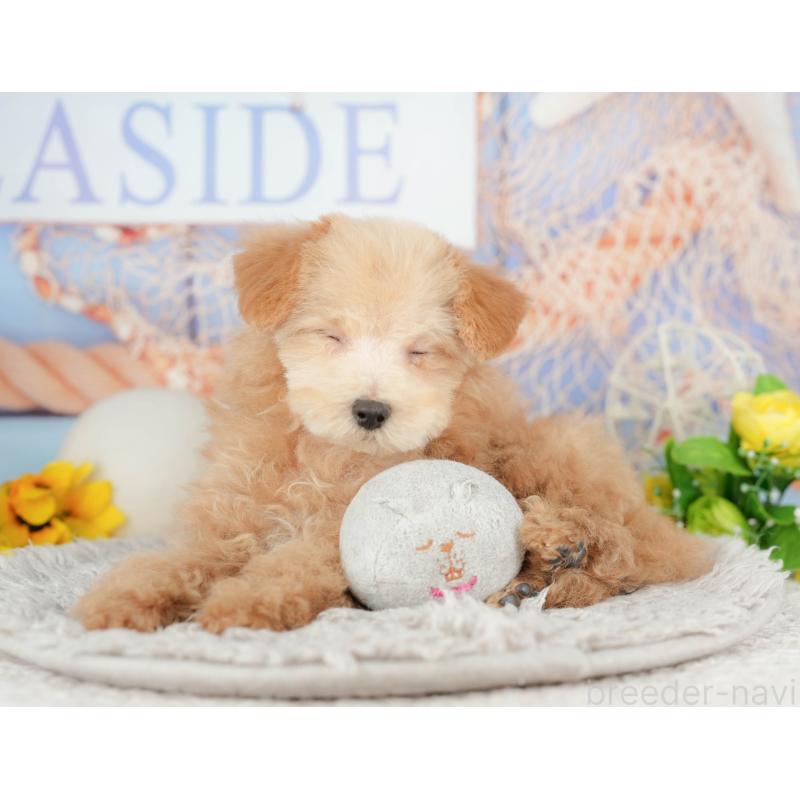 販売中の東京都のタイニープードル-449239の4枚目