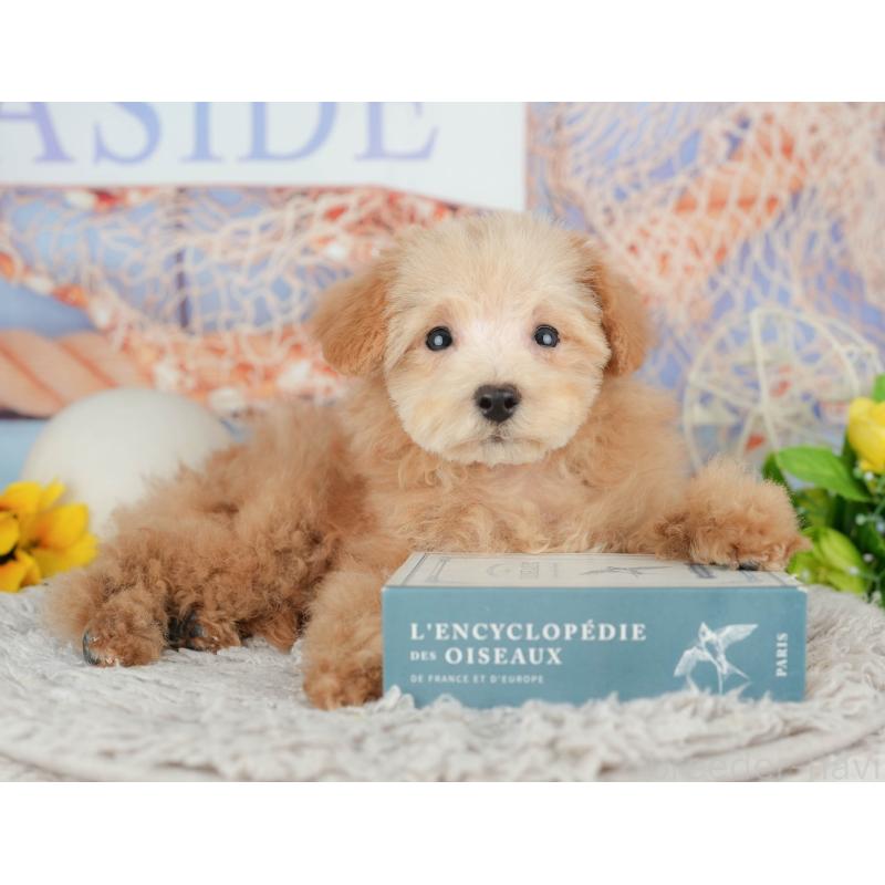 販売中の東京都のタイニープードル-449239の3枚目