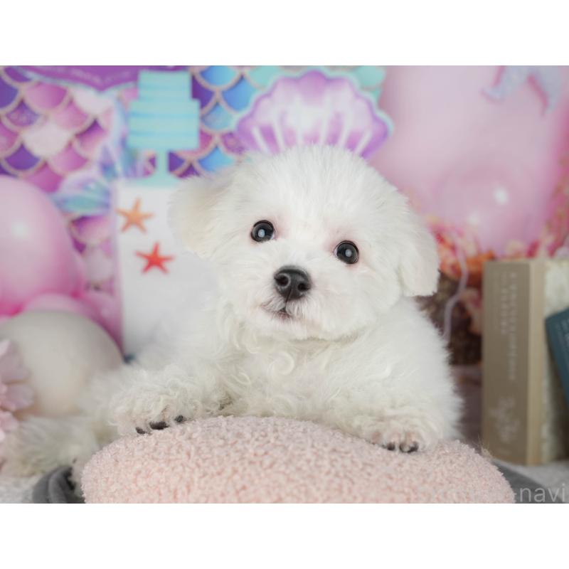 販売中ののビションフリーゼ-449241