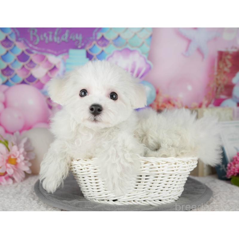 販売中の東京都のビションフリーゼ-449241の11枚目