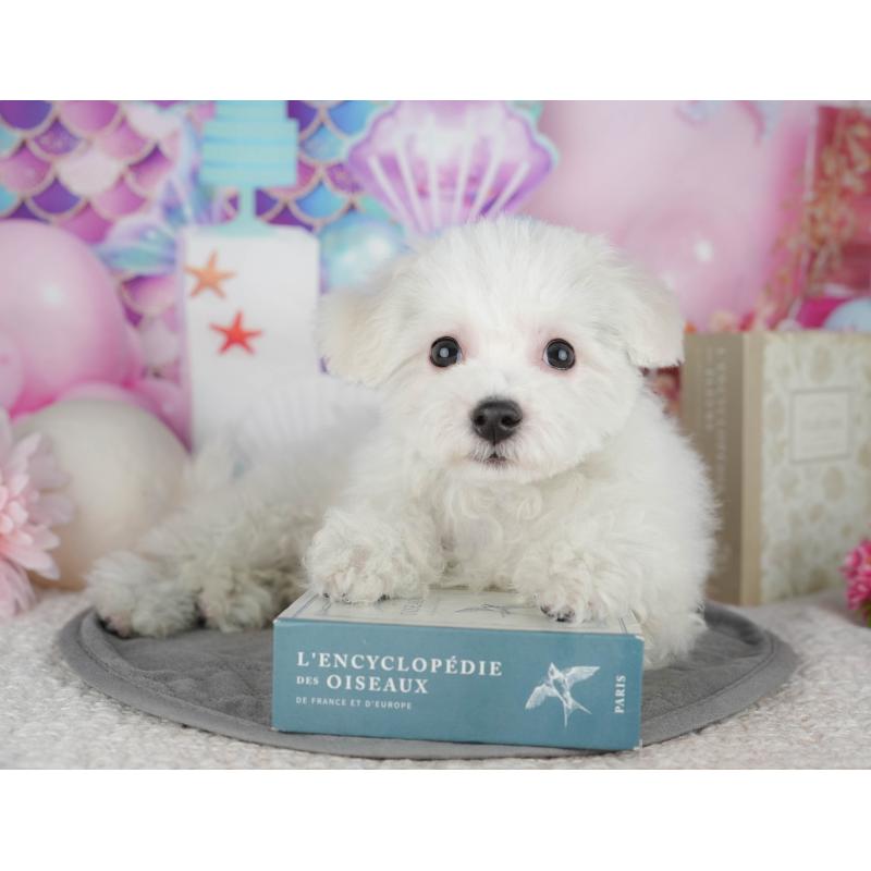 販売中の東京都のビションフリーゼ-449241の10枚目