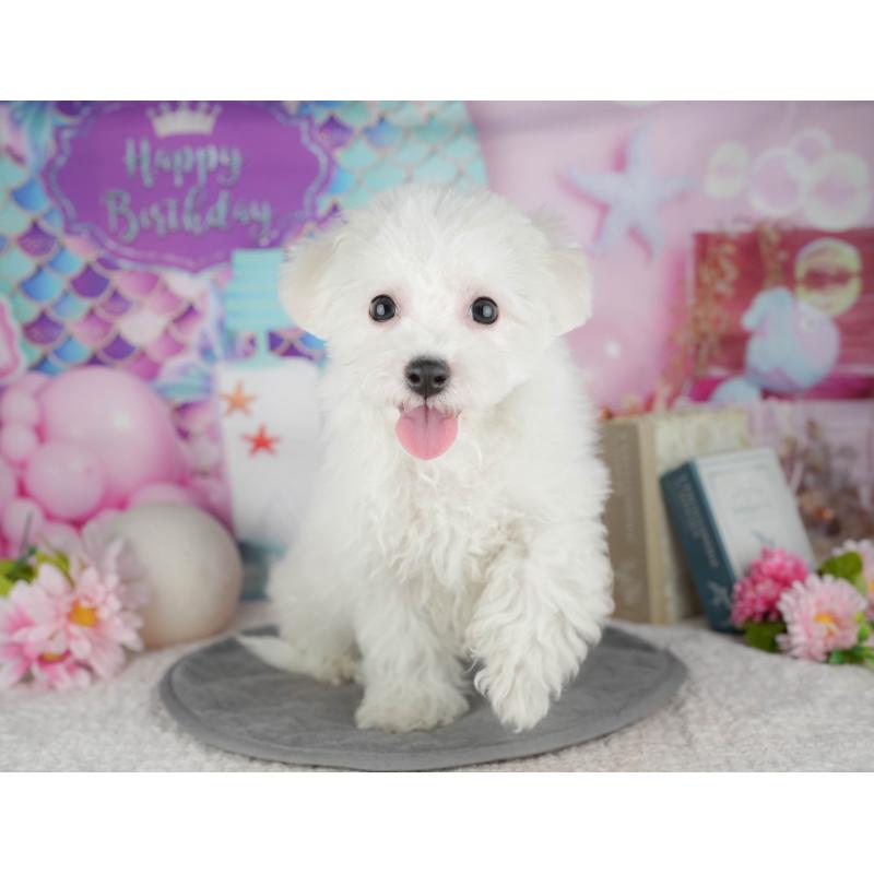 販売中の東京都のビションフリーゼ-449241の9枚目