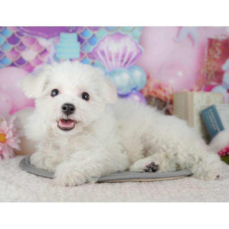 販売中の東京都のビションフリーゼ-449241の8枚目