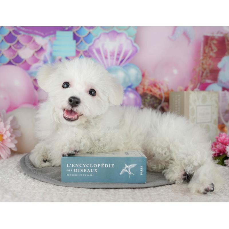 販売中の東京都のビションフリーゼ-449241の7枚目