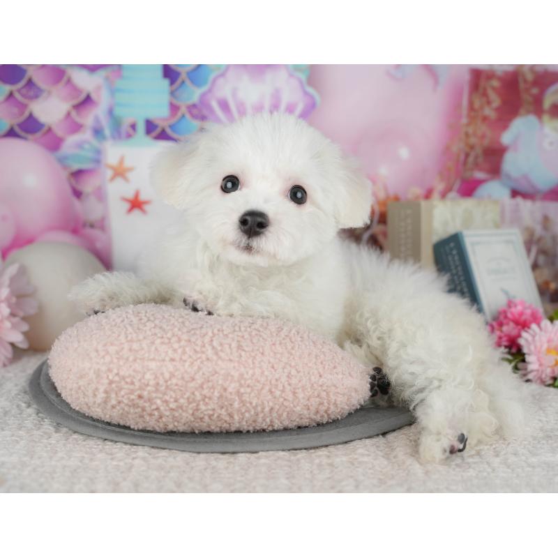 販売中の東京都のビションフリーゼ-449241の6枚目