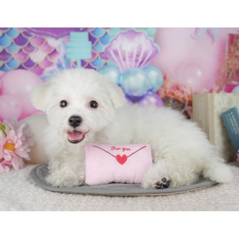 販売中の東京都のビションフリーゼ-449241の5枚目