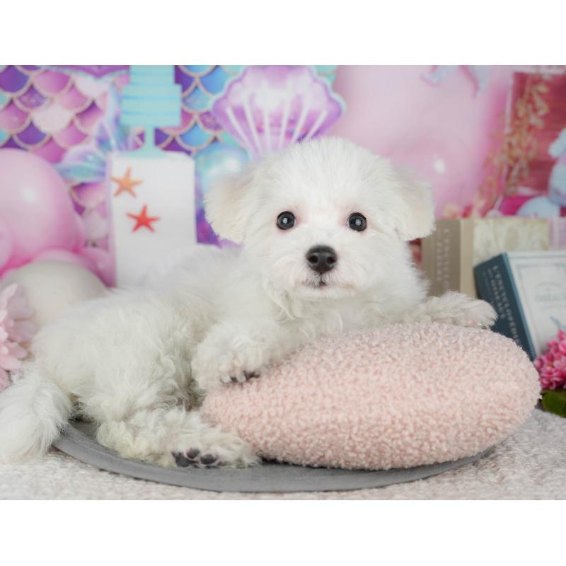 販売中の東京都のビションフリーゼ-449241の4枚目