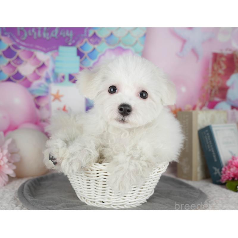 販売中の東京都のビションフリーゼ-449241の3枚目