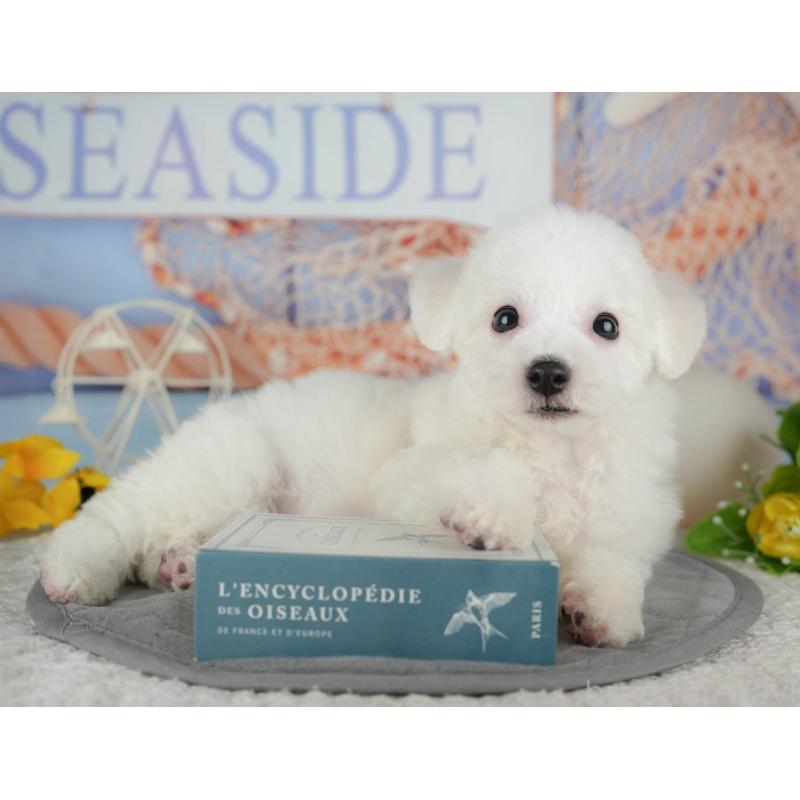 販売中の東京都のビションフリーゼ-449252の11枚目