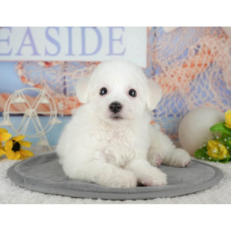 販売中の東京都のビションフリーゼ-449252の9枚目