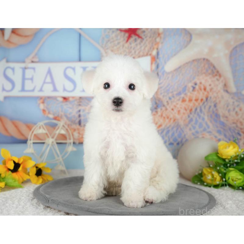 販売中の東京都のビションフリーゼ-449252の3枚目