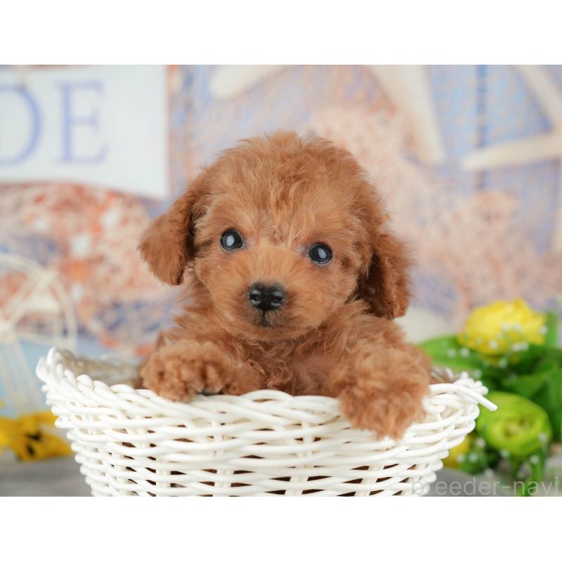 販売中の東京都のタイニープードル-449258