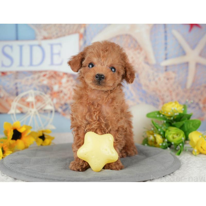 販売中の東京都のタイニープードル-449258の11枚目