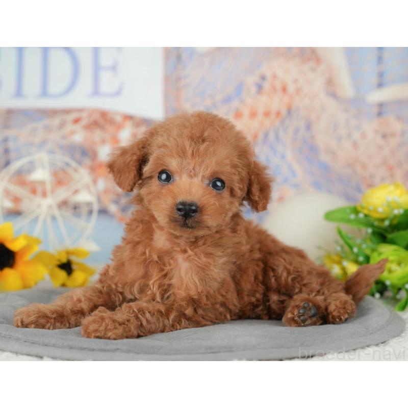 販売中の東京都のタイニープードル-449258の10枚目