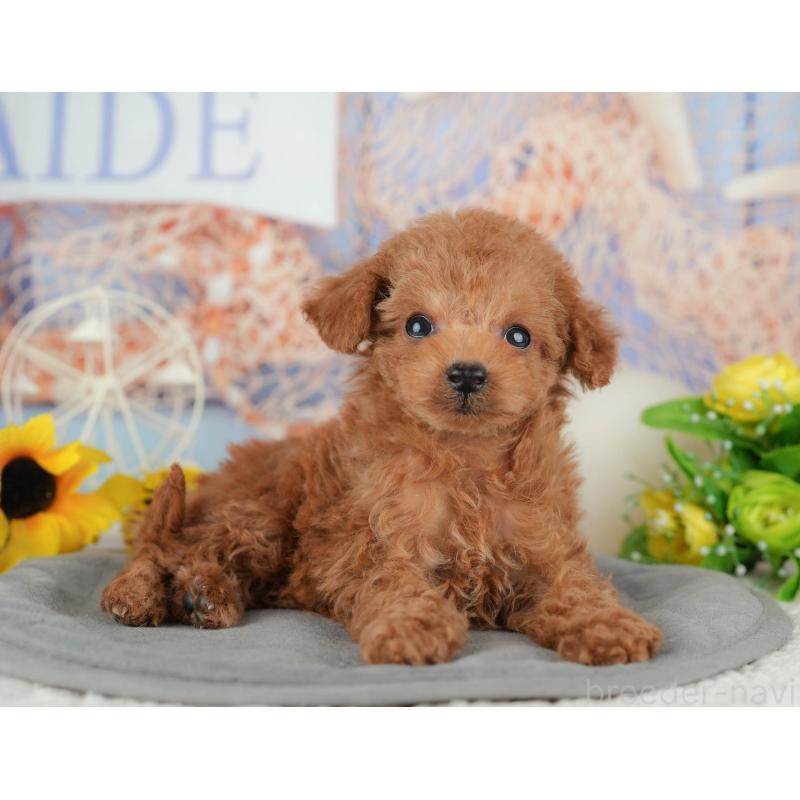 販売中の東京都のタイニープードル-449258の9枚目