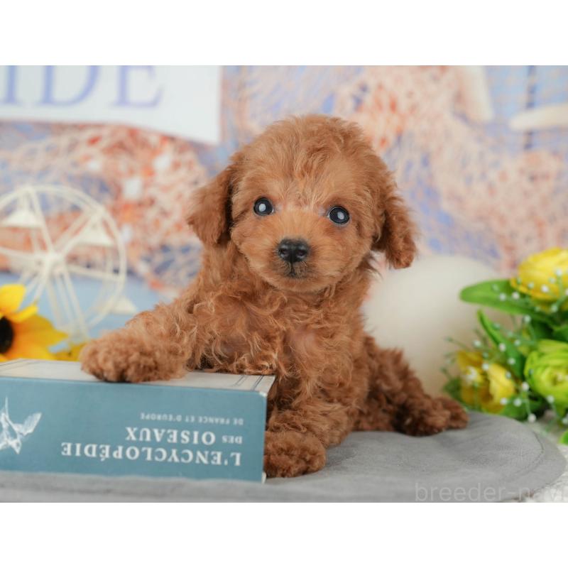 販売中の東京都のタイニープードル-449258の7枚目