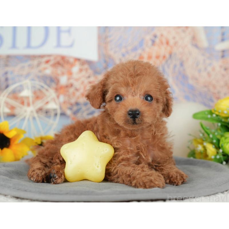 販売中の東京都のタイニープードル-449258の6枚目