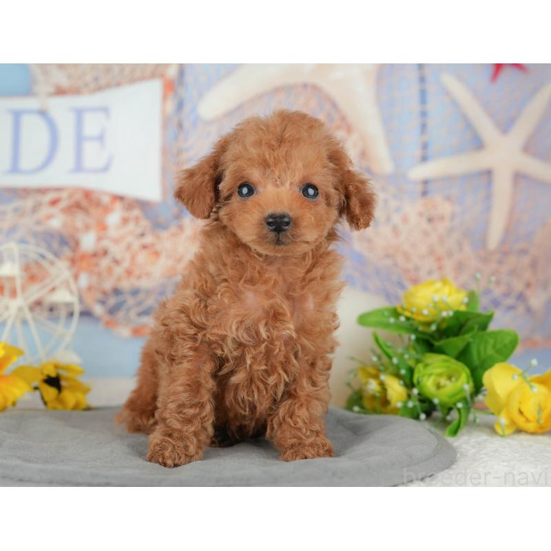 販売中の東京都のタイニープードル-449258の4枚目