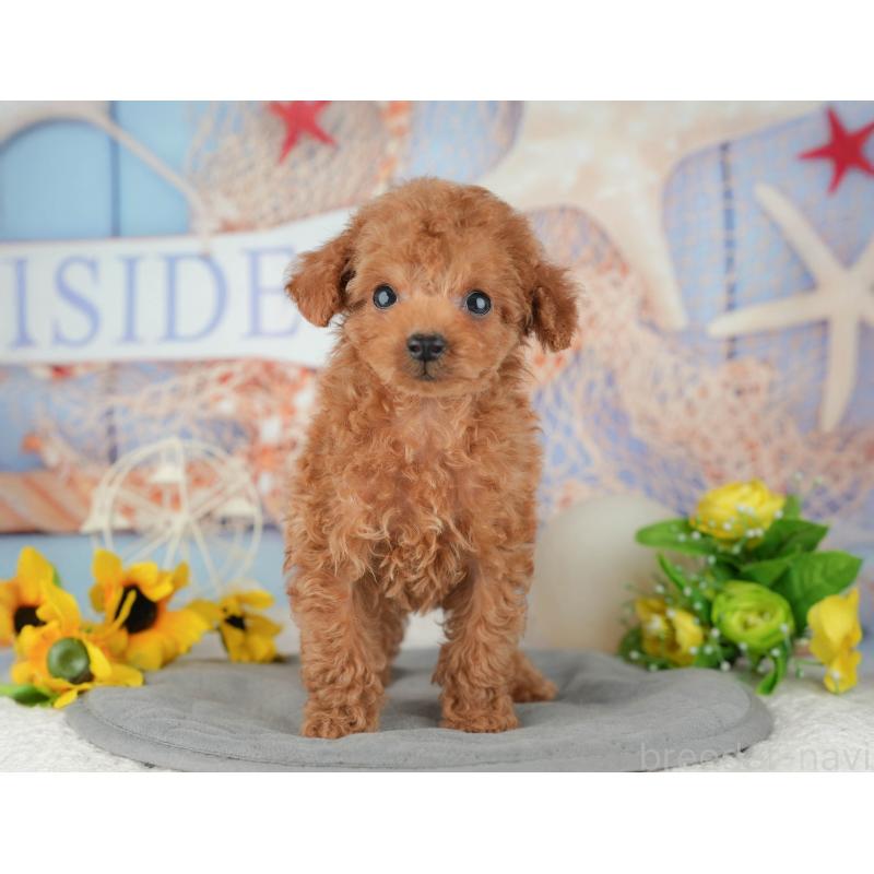 販売中の東京都のタイニープードル-449258の3枚目