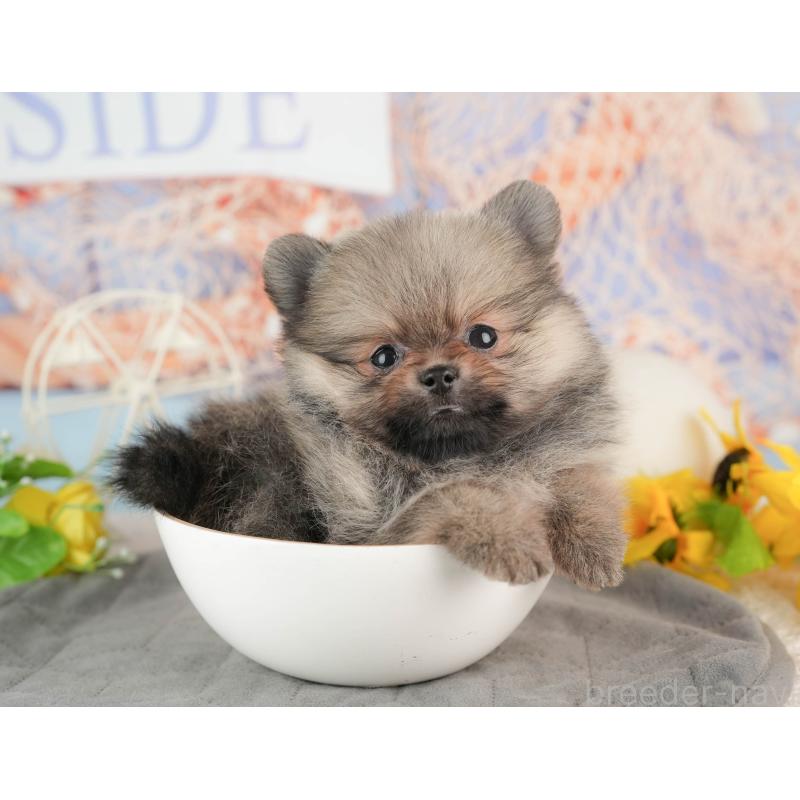 販売中の東京都のポメラニアン-449278の11枚目