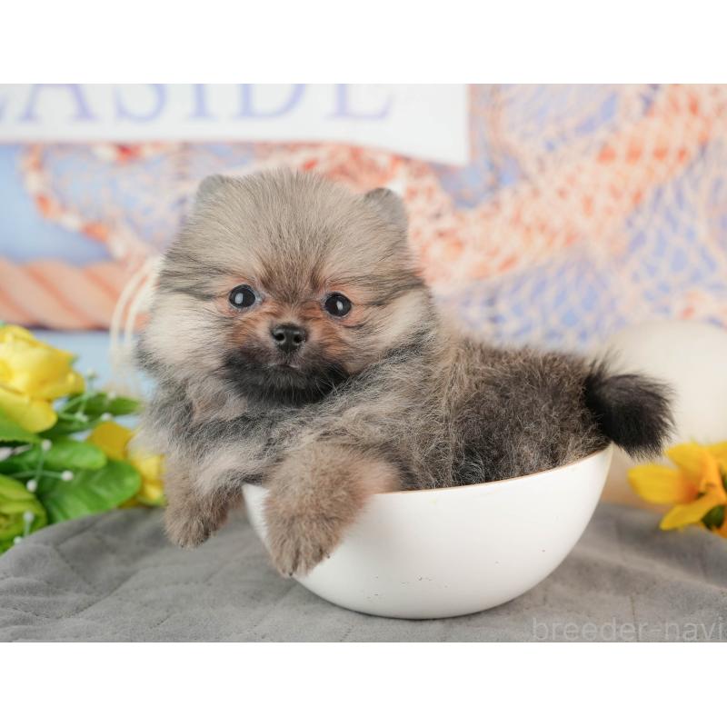 販売中の東京都のポメラニアン-449278の4枚目