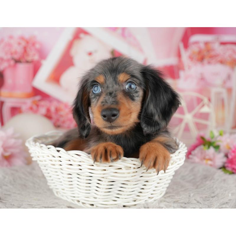 販売中の東京都のミニチュアダックスフンド(ロングヘアード)-449279