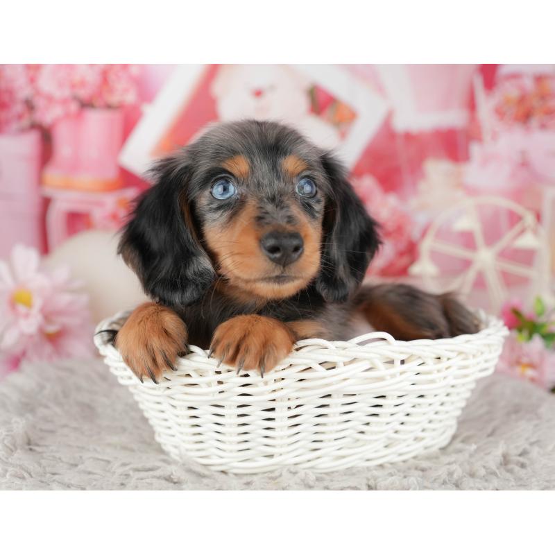 販売中の東京都のミニチュアダックスフンド(ロングヘアード)-449279の11枚目